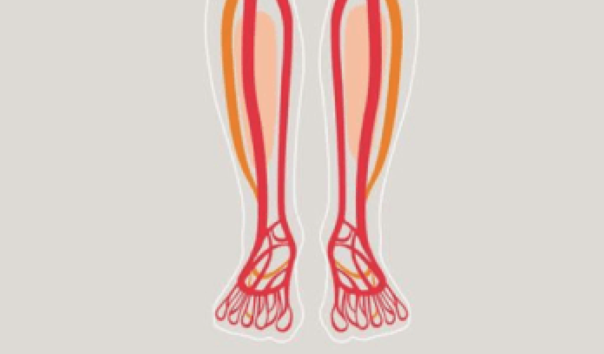 Human leg transparent illustration with muscle vane